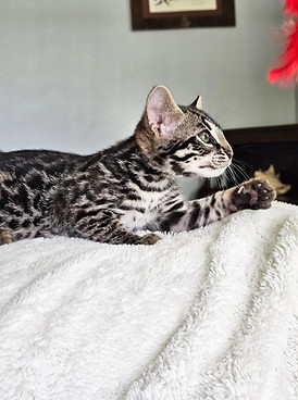 bengal cats for sale austin
