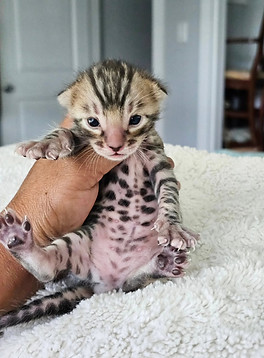 bengal kitten for sale near me