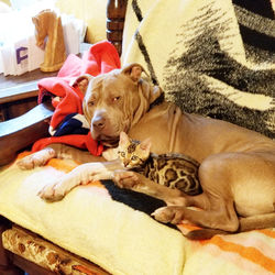 cats and dogs