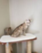 sepia snow bengal