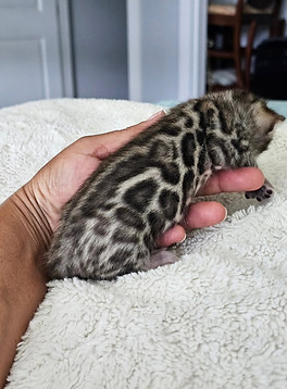 bengal kitten for sale