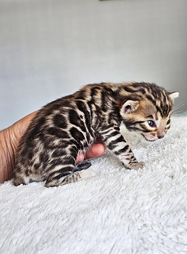 bengal kittens for sale
