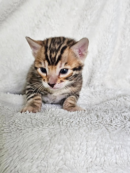 bengal kitten for sale texas