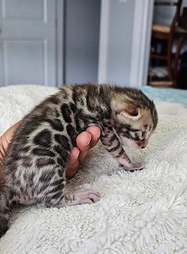 bengal kitten austin texas