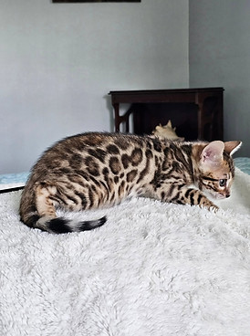 bengal cats for sale