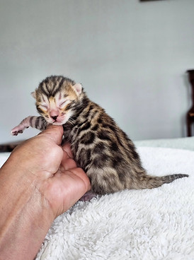 bengal cats for sale