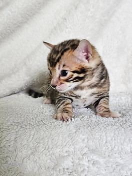 bengal kitten austin texas