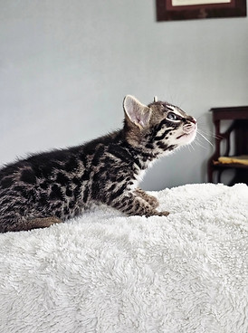f1 bengal kitten for sale