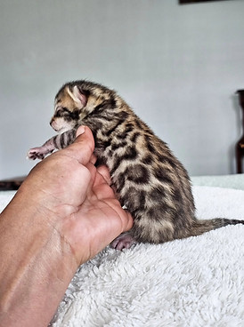 bengal kittens for sale austin