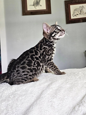 bengal cats for sale