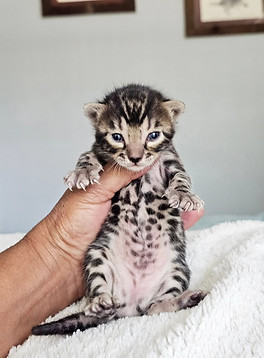bengal kittens for sale