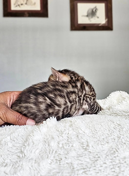 bengal kittens texas