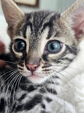 bengal cats for sale