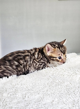 bengal kittens for sale