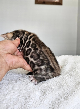 bengal kittens for sale