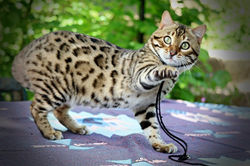 typey bengal stud