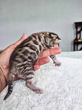 bengal kittens for sale austin