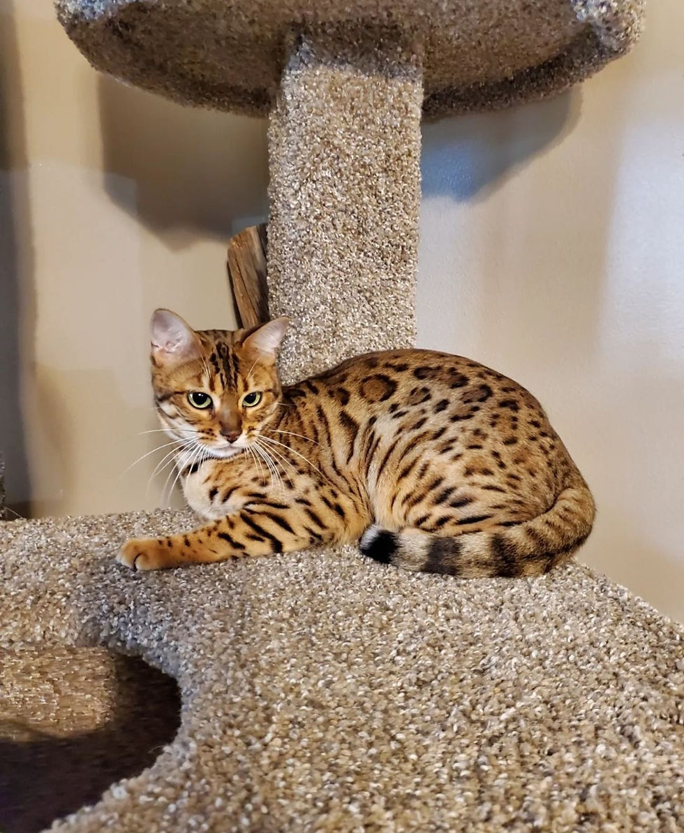 Bengal cat Emi