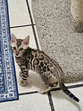 bengal cats for sale austin