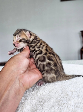 bengal cats for sale