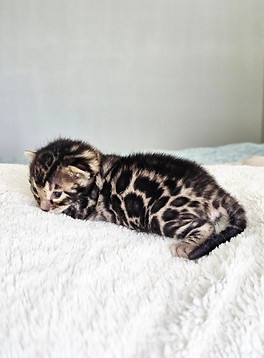 bengal kittens for sale