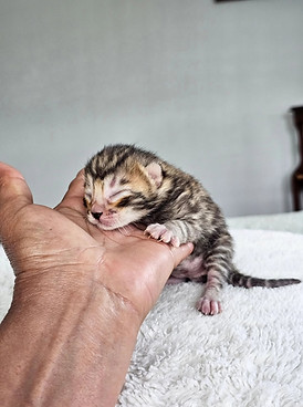 bengal cats for sale