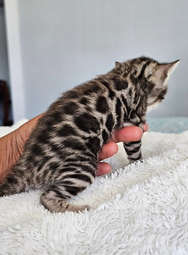 bengal kittens for sale