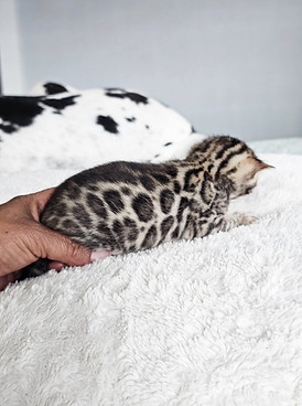 bengal kittens for sale