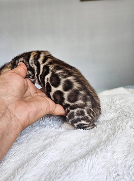 bengal kittens for sale