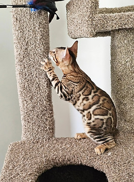 bengal cat austin