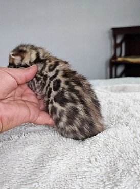 bengal cats for sale