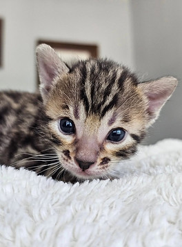 bengal cats austin