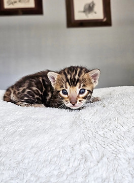 bengal kittens for sale austin
