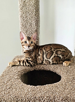 bengal kittens for sale