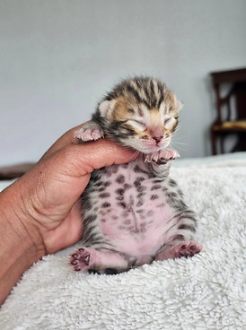 bengal kittens for sale austin