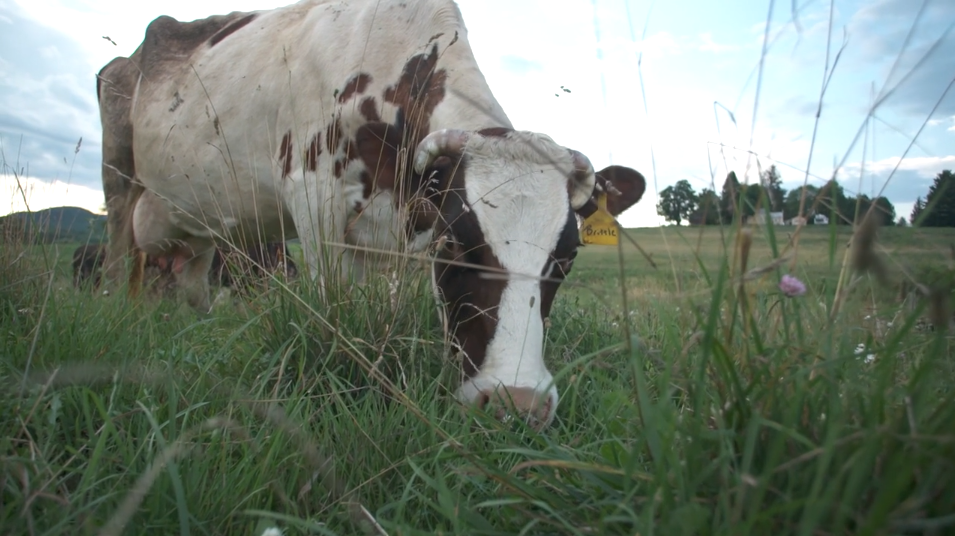 STORY OF DAIRY