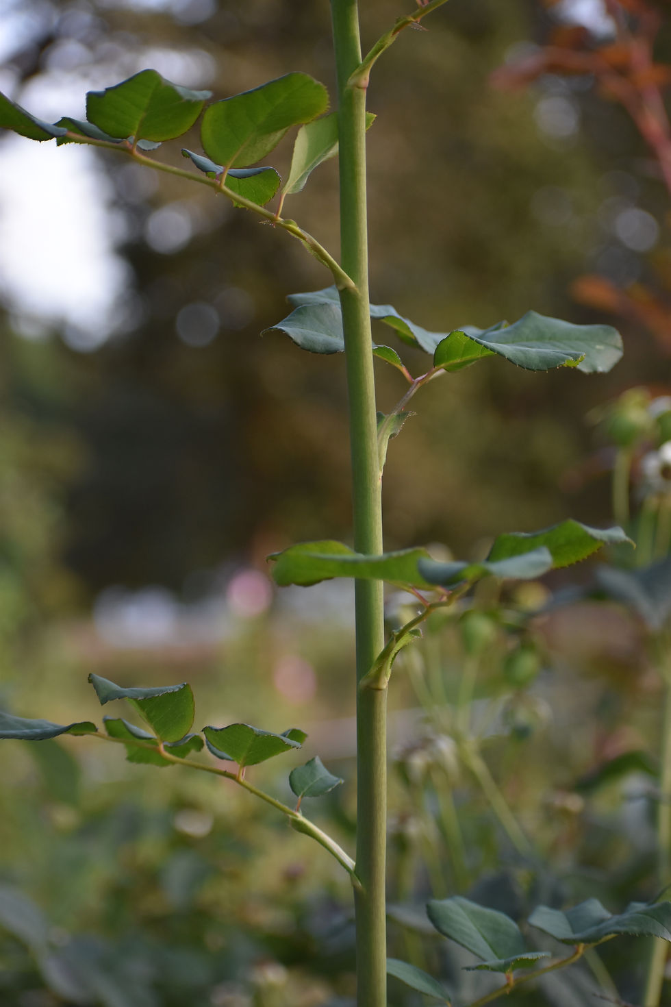 Successful propagation starts with healthy parent plant
