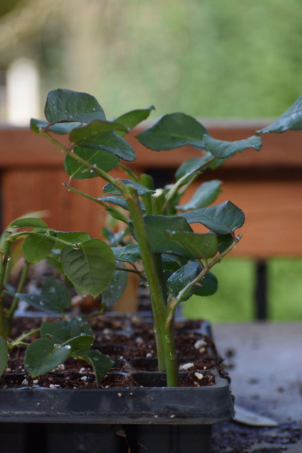 Press mix firmly around the cuttings so they stay upright