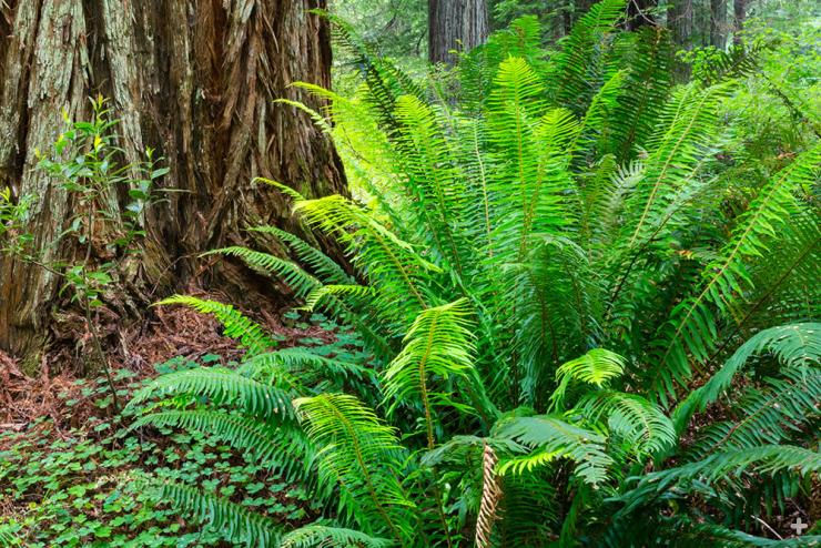 Lush green ferns growing at the base of a redwood tree