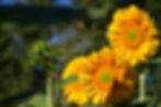 Yellow sunflower flowers blooming in natural light.