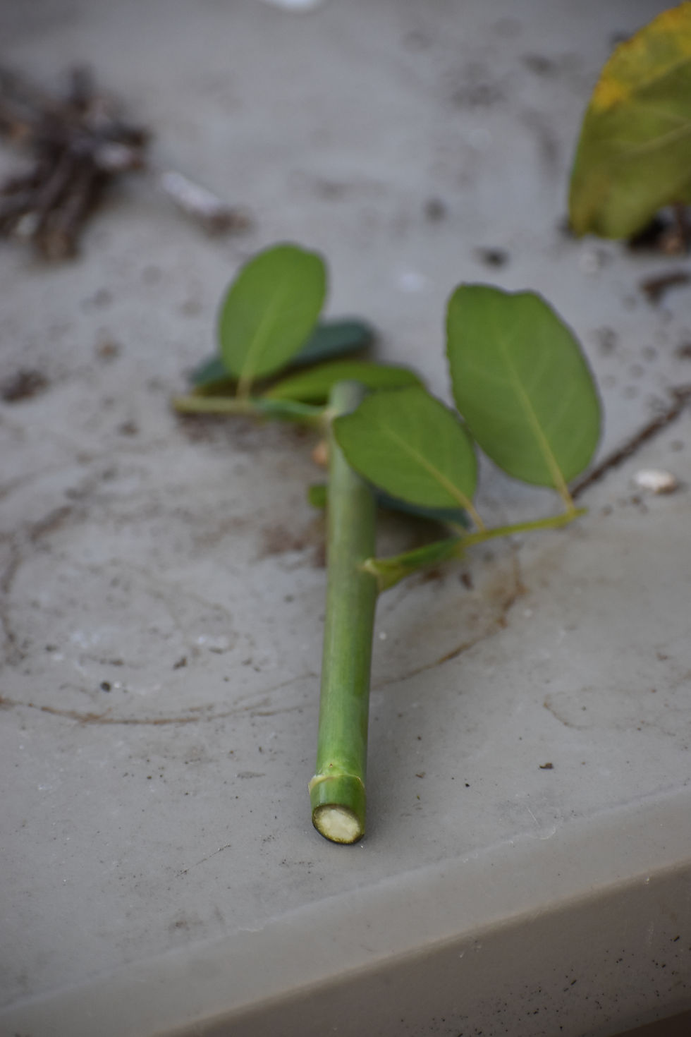A proper rose cutting