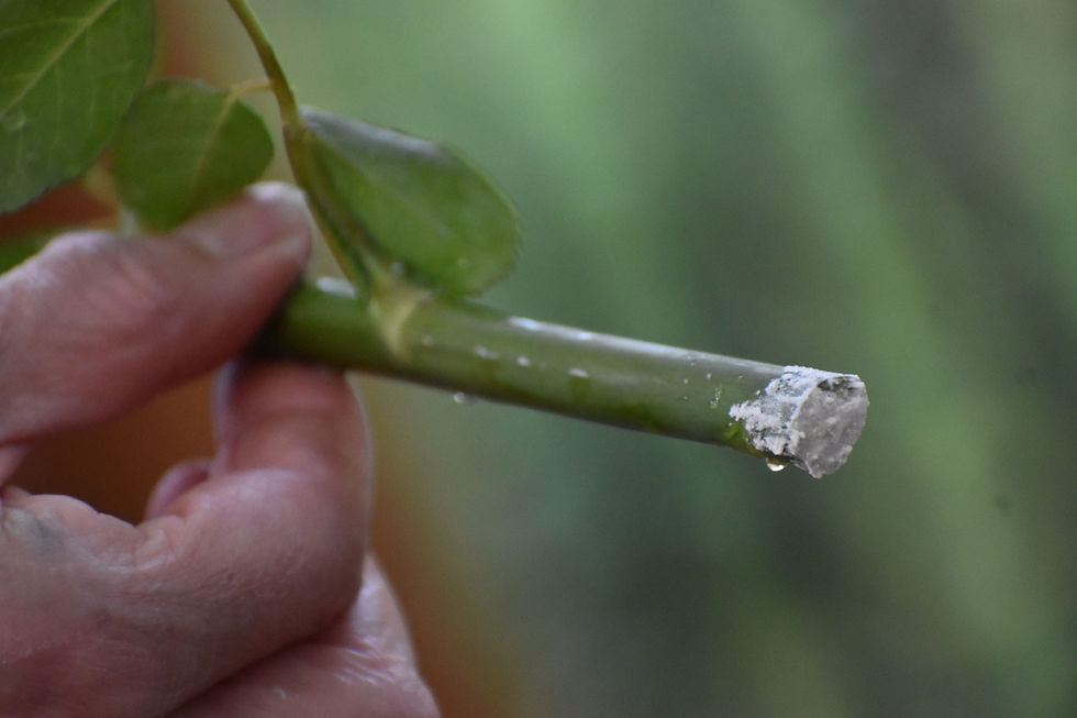 A cutting dipped in rooting hormone