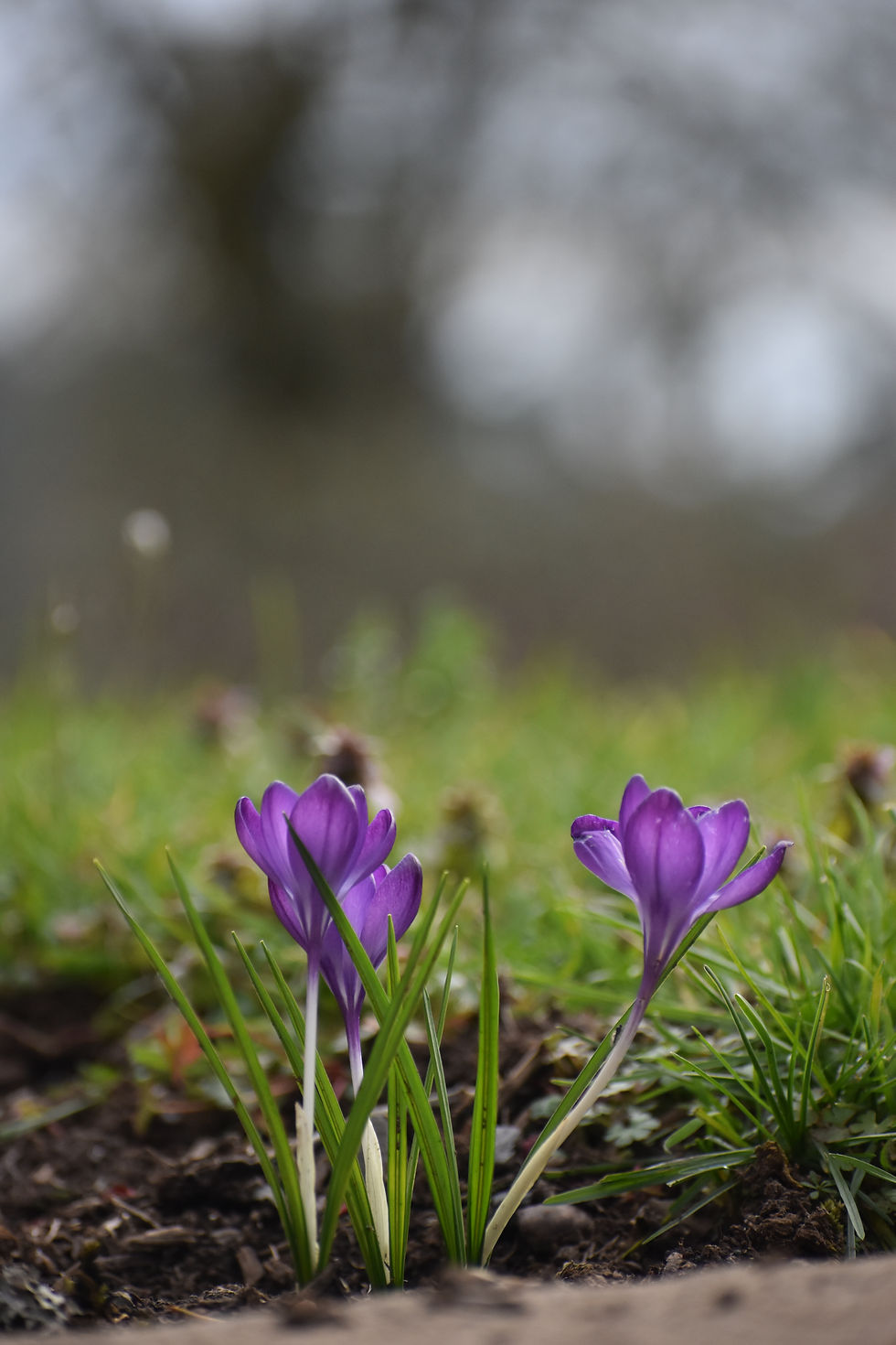 Purple crocus flowers blooming in a green field