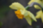 Yellow narcissus flowers with water droplets