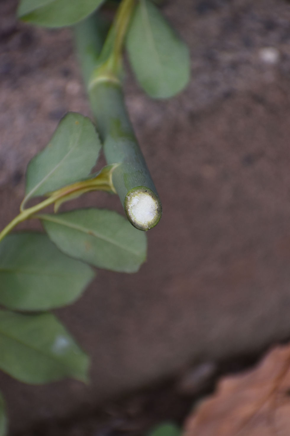 The white center shows this cane is mature enough for cuttings