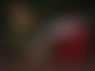 Confira 4 dicas essenciais para cuidar dos pets nas festas de final de ano e nas férias