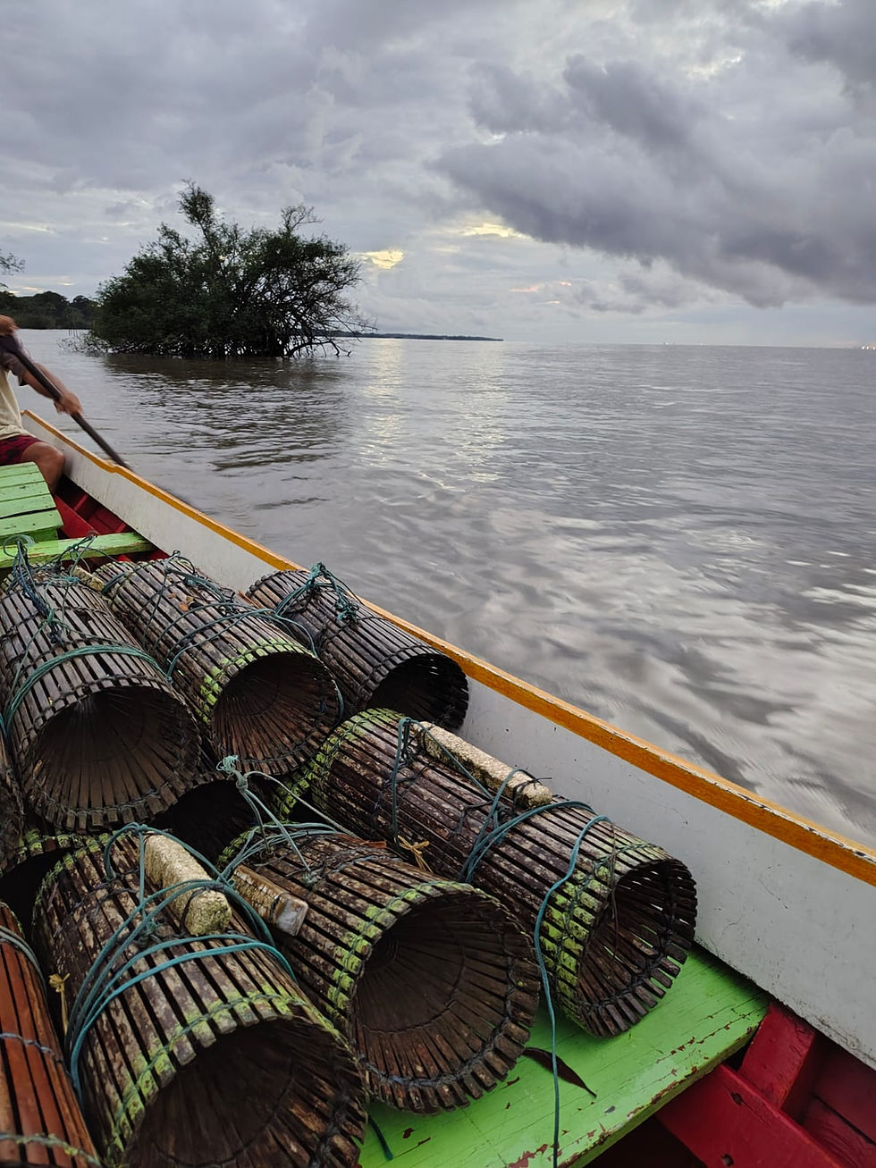 Amazônia ancestral: como os saberes tradicionais transformaram a floresta em um laboratório vivo de inovação alimentar