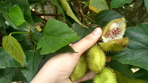 Urucum: muito mais do que um simples corante