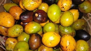 Umari guarda rico valor nutricional