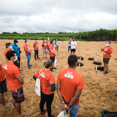 Projeto promove soltura de filhotes de quelônios no Rio Xingu